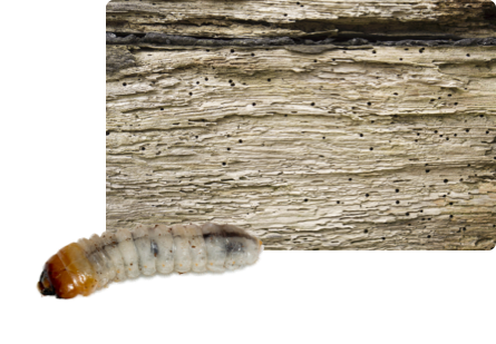Houtworm bestrijden Houtworm bestrijden